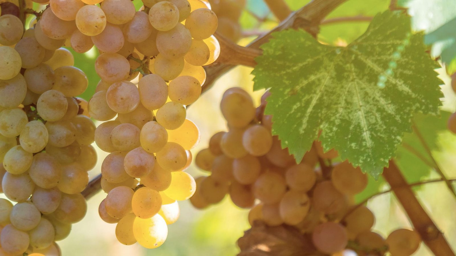 Love Chardonnay? You’ll Love These Too